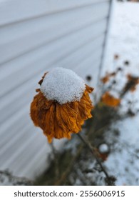 Snow fall on marigold flower in the winter.