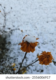 Snow fall on marigold flower in the winter.