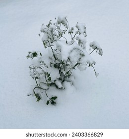 Snow fallen to a small tree.