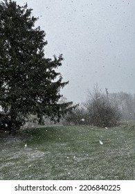 Snow Falling During Late Winter 