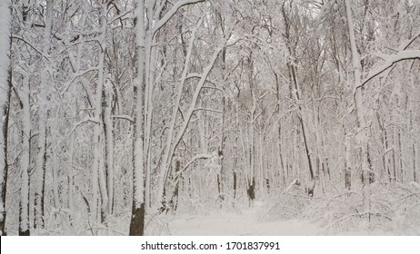 Snow Falling Nature Forest Trees Landscape On White Sunny Winter Mood Day. Light And Bright Snow Cold Time Video. Falling Snow On Snowy Trees In The Forest, Shot From A Quadcopter