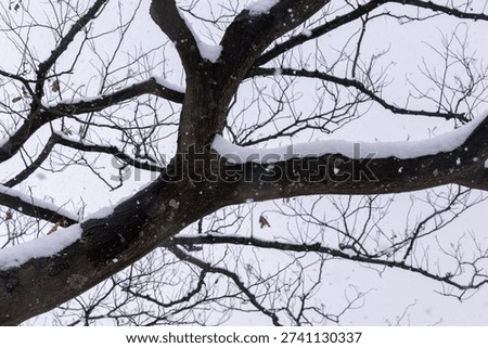 Snow falling on the branches of dead trees in winter