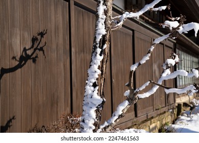 Snow falling on the branches of trees.