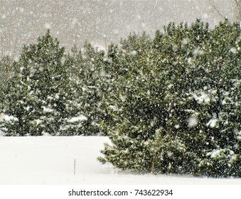 Snow Falling On Pine Trees In Wisconsin Winter