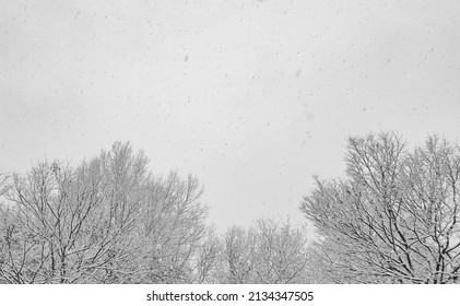 Snow Is Falling On Tress In Forest. 