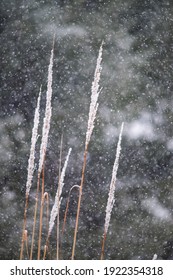 Snow Falls In The Hudson Valley.