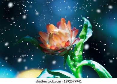 Snow Falls On The Sun-lit Orange Immortelle Flower On A Blue Bac