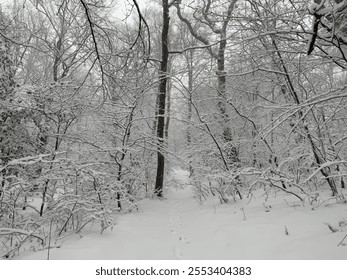 Snow falls steadily, covering the forest floor in a soft white layer - Powered by Shutterstock