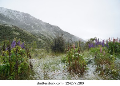 Snow Fell Down In The Spring Time In Waitaki District