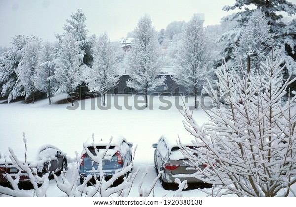 Snow fell during the night covering trees,\
grass, and cars in the parking\
lot.