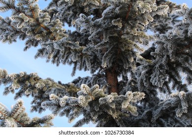 snow fir branches