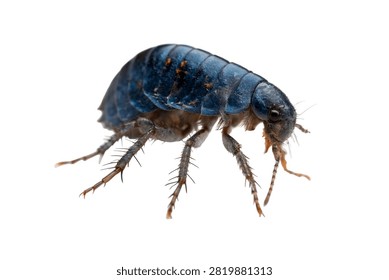 Snow Flea Tiny Deep Blue Black Oval Body With Spr Isolated On White Background