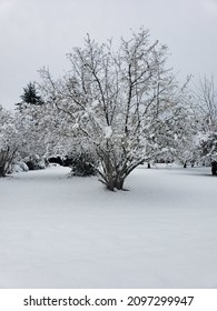 Snow Flocked Tree After Storm