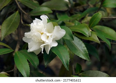 Snow Flury camellia (Camellia 'Snow Flurry'). Known as Camellia sasanqua 'Snow Flurry' also