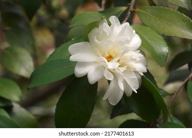 Snow Flury camellia (Camellia 'Snow Flurry'). Known as Camellia sasanqua 'Snow Flurry' also