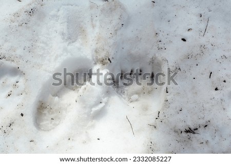 Snow footprint of a bear and a man.