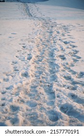 Snow Footprints Illuminated By The Setting Sun