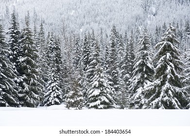 Snow forest...