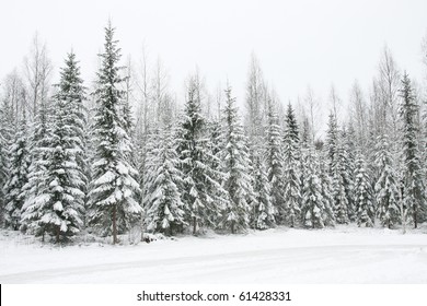 Snow Forest