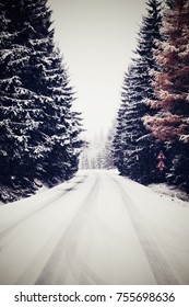 Snow in forest