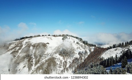 75 Floating clouds above the tops of pines. Images, Stock Photos ...