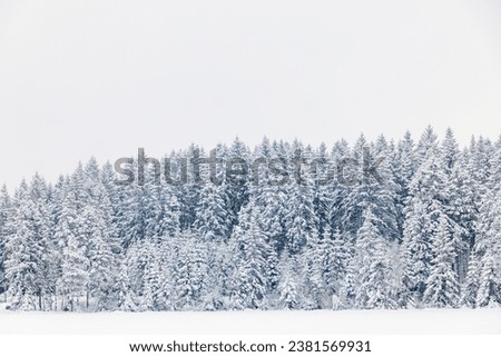Snow and frost on a coniferous forest on a cold winter day