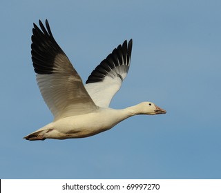 Snow Geese