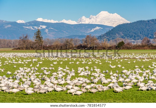 Snow Geese Anser Caerulescens Feeding Farm Stock Photo Edit Now