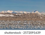 Snow geese blast off during spring migration at Freezeout Lake Wildlife Management Area near Choteau, Montana, USA.