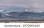 Snow geese blast off at sunrise with Rocky Mountains in backdrop at Freezeout Lake Wildlife Management Area near Choteau, Montana, USA.