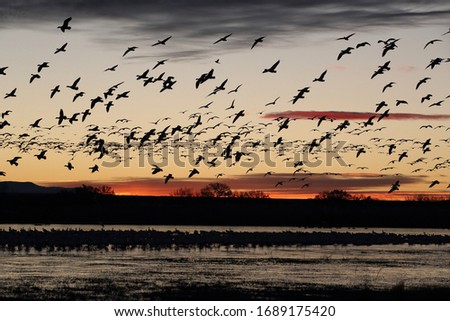 Snow geese  Bosque del Apache, New Mexico USA