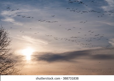 Snow Geese Cover The Sunsetting Sky Of Middle Creek Wildlife Management Area In Southeast Pennsylvania.