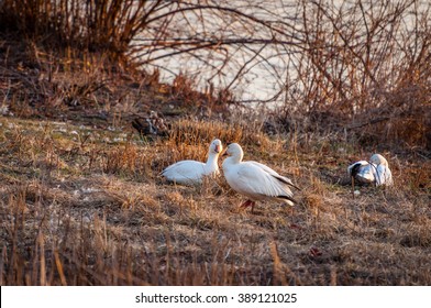 Snow Geese Enjoying Each Other's Company At Middle Creek Wildlife Management Area In Southeast Pennsylvania.