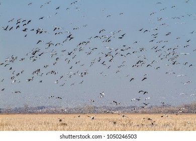 Snow geese fall migration