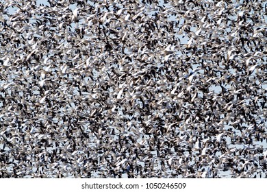 Snow geese fall migration