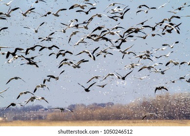 Snow geese fall migration