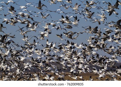 Snow geese fall migration