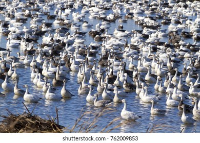 Snow geese fall migration