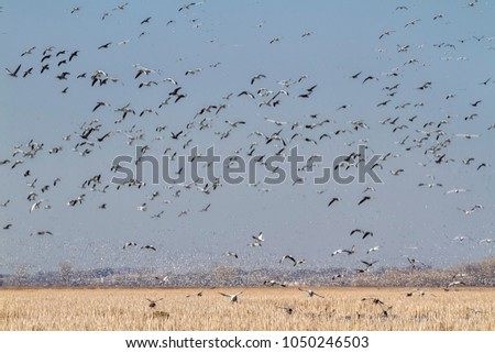 Snow geese fall migration