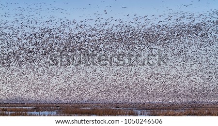 Snow geese fall migration