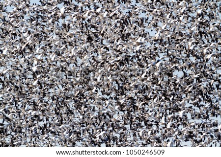 Snow geese fall migration