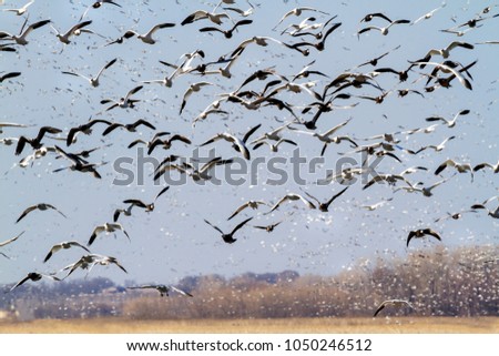 Snow geese fall migration