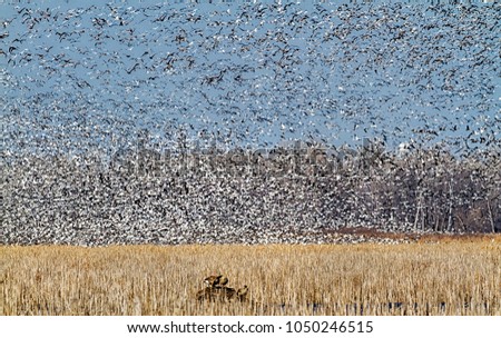 Snow geese fall migration