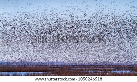 Snow geese fall migration