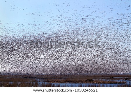 Snow geese fall migration