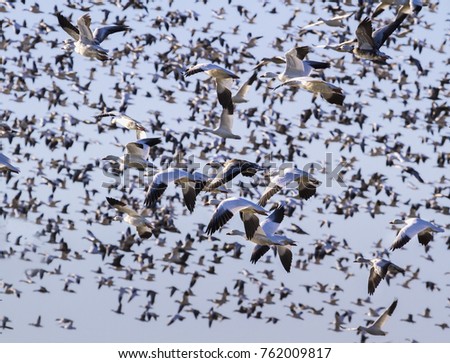 Snow geese fall migration