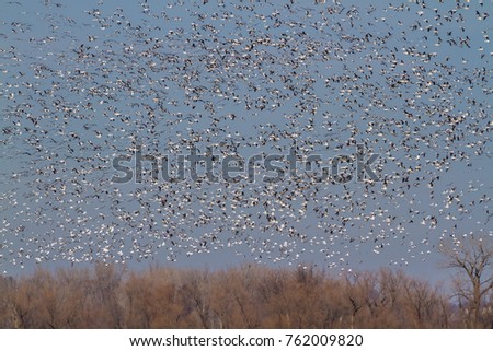 Snow geese fall migration