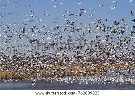 Snow geese fall migration