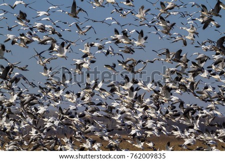 Snow geese fall migration