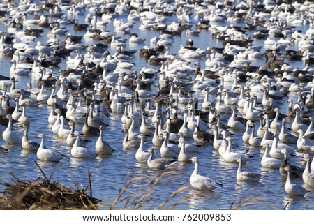 Snow geese fall migration